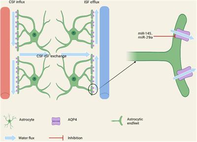 Roles of Micro Ribonucleic Acids in Astrocytes After Cerebral Stroke